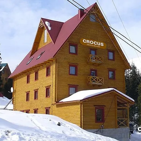 Crocus Драгобрат